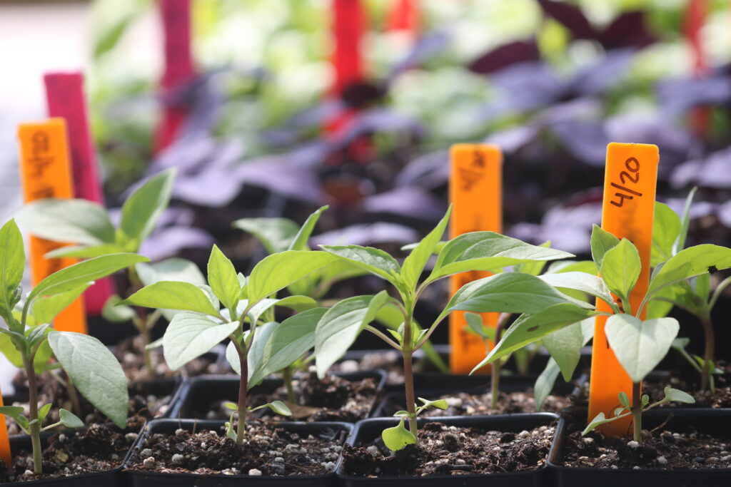 A row of small green seedlings in little pots with more plants in the background, and bright orange plant labels