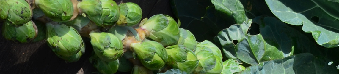 A group of brussels sprouts on the stalk with leaves