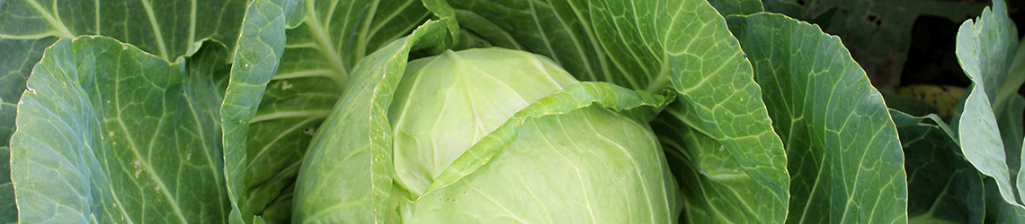 close up of a head of cabbage