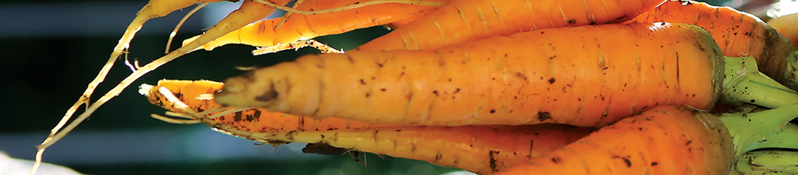A group of orange carrots with green stems and some dirt