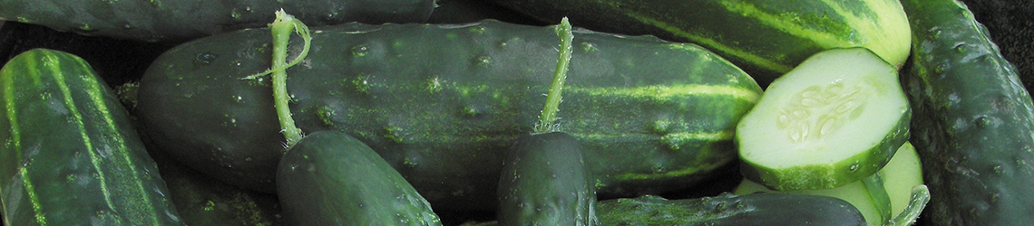 A pile of whole green cucumbers with short green stems, and a few round cucumber slices