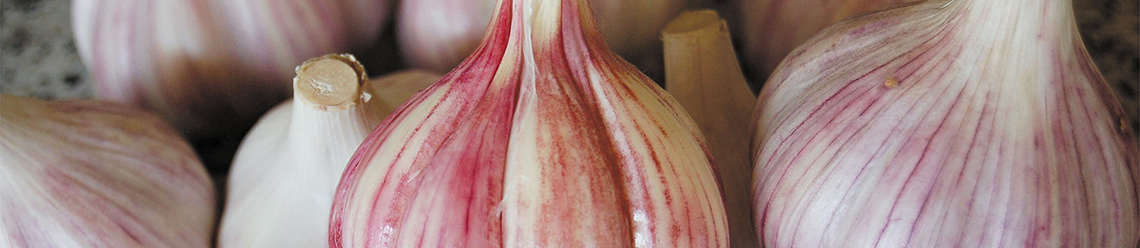 White and red unpeeled garlic bulbs