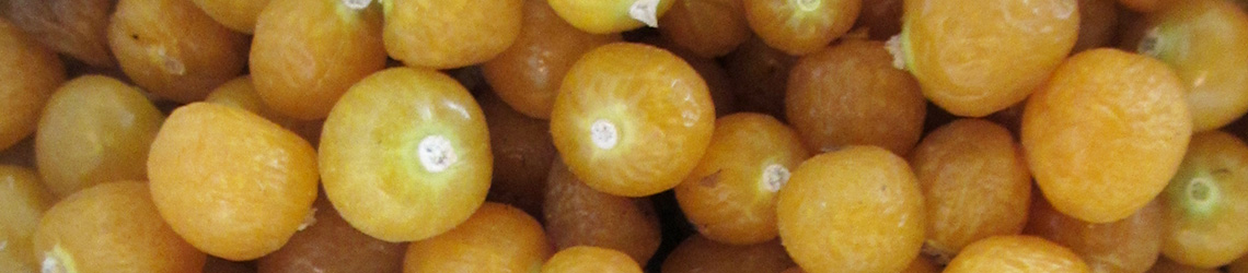 A pile of small, round and yellow fruits