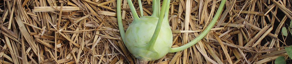 A round green vegetable with green stems protruding from its sides and top, over a straw surface
