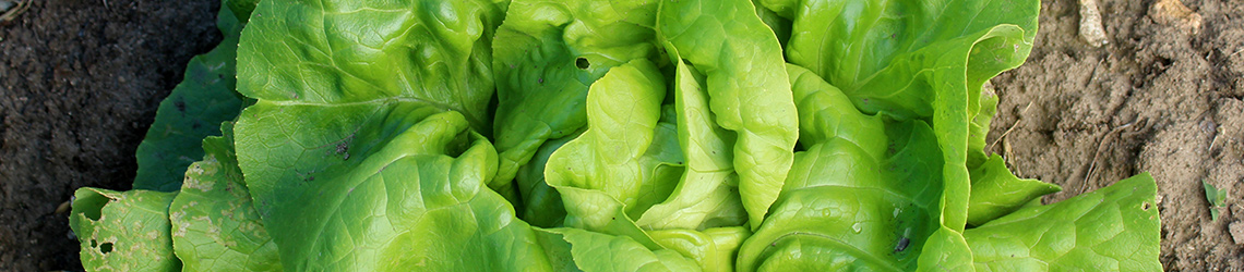 A head of green lettuce leaves on a dirt surface