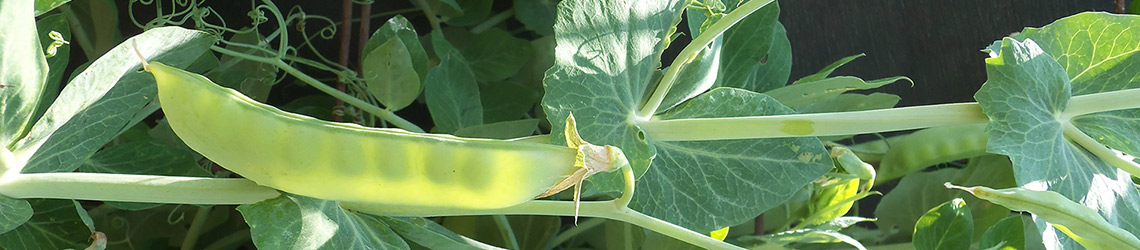 A green pea pod attached to a green stem, in front of green stems and leaves