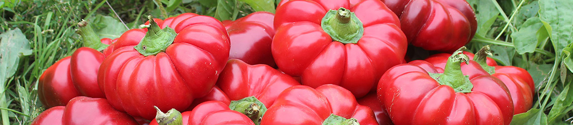 A pile of wide red peppers with short green stems on top of green leaves