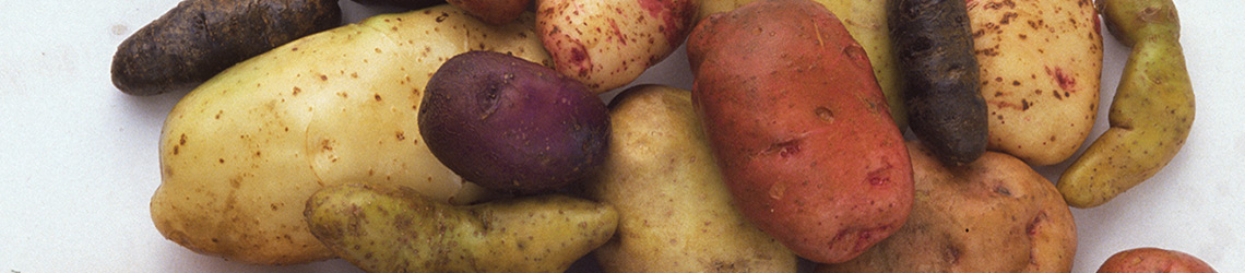 A pile of multi-colored potatoes ranging from small to large and from light yellow to deep red