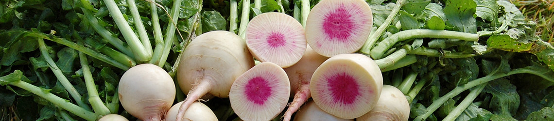 Four radish white halves with a pink center on top of a pile of white whole radishes with green stems