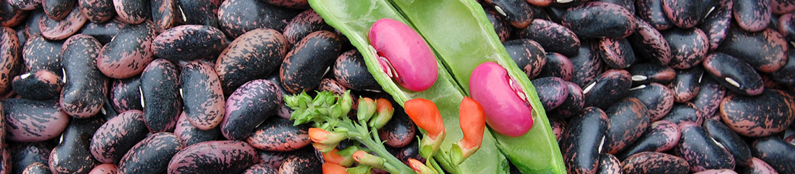 Two pink beans in a split open green pod, on top of a pile of black and red speckled beans