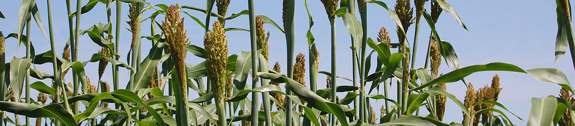 A row of green stalks with large green leaves and small yellow and brown flowers on their tops