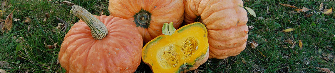 A group of four small pumpkin squashes on the grass, one is cut in half