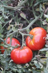 Three red tomatoes on a vine surrounded by foliage