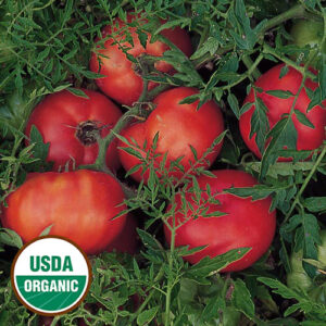A group of red tomatoes on a vine surrounded by spiky green leaves. A round, green and white USDA Organic sticker is in the lower left corner.
