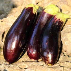 Three purple eggplant with green leaves lie on a rock surface