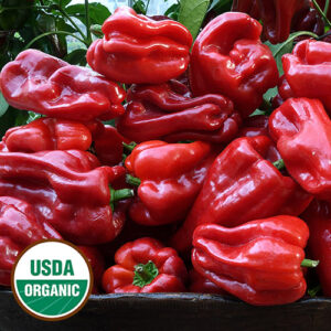 A pile of red peppers with short green stems. A round, green and white USDA Organic sticker is in the lower left corner