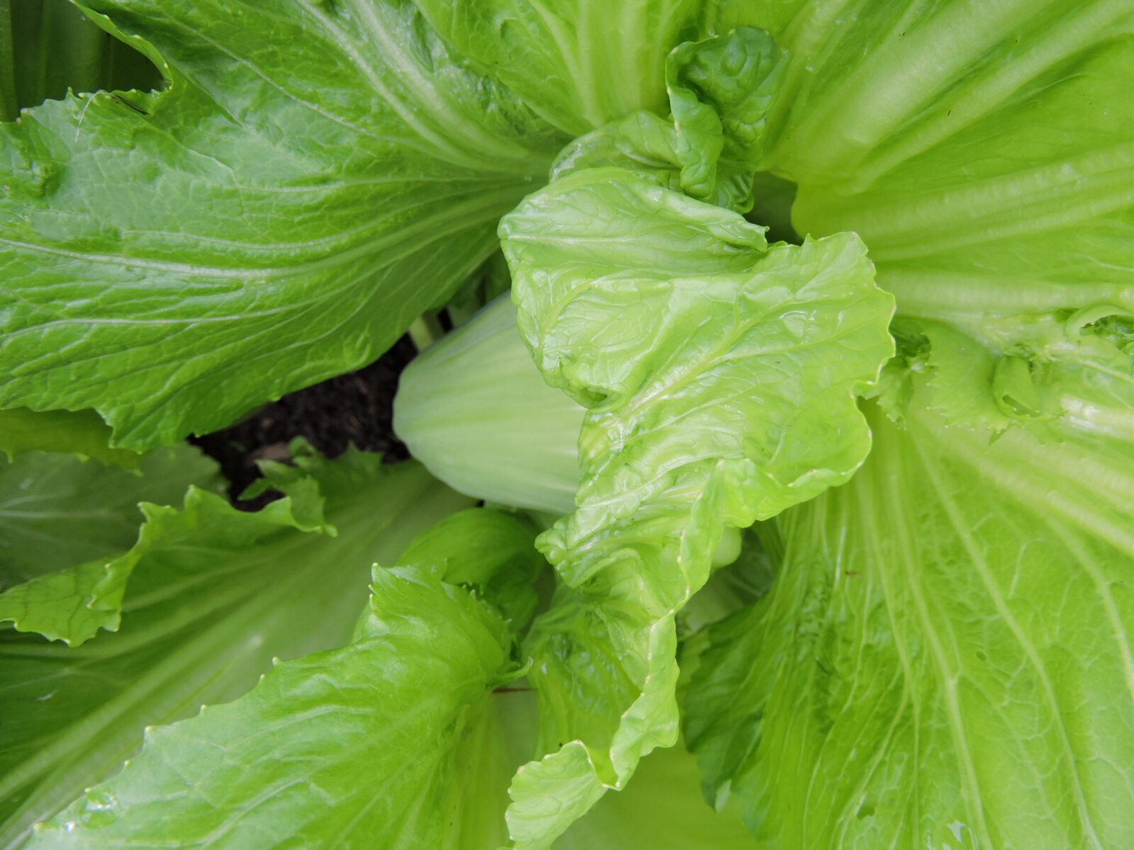 A head of leafy mustard greens