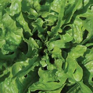 Leafy lettuce greens