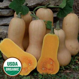 six large light orange squash leaning against a stone wall, with two squash halves in front. A round, green and white USDA Organic sticker is in the lower left corner