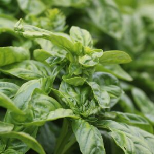 Fresh green basil plants