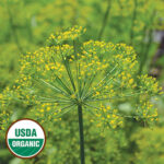 A thin green herb which ends in many green branches with small yellow flowers. A USDA Organic icon is in the lower left corner.
