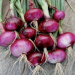 A group of red onions with green stems and short roots lie on a wooden surface