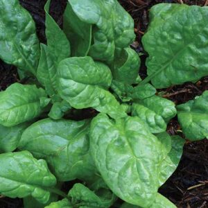 A leafy green plant