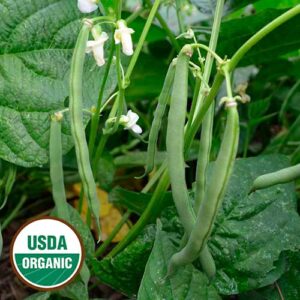 A small group of long green beans with white flowers hangs on a stem in front of green leaves