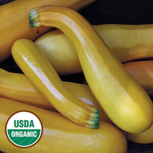 A pile of yellow zucchini. A round, green and white USDA Organic sticker is in the lower left corner
