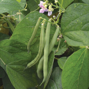 Four long green beans hang on a vine with pink flowers, surrounded by large green leaves