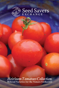 A group of small red 'Riesentraube' tomatoes in a blue bowl