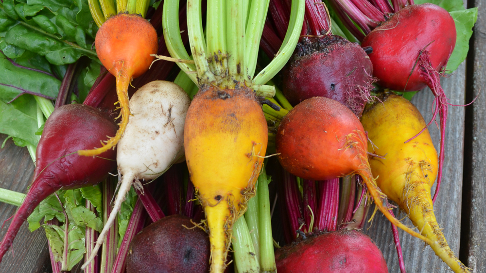 Red, purple, orange, yellow, and white whole beets with multicolored stems and leaves, piled on a wood surface