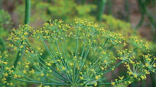 A thin green herb stem which splits into many green branches with yellow flowers