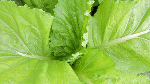 Close up of leafy greens