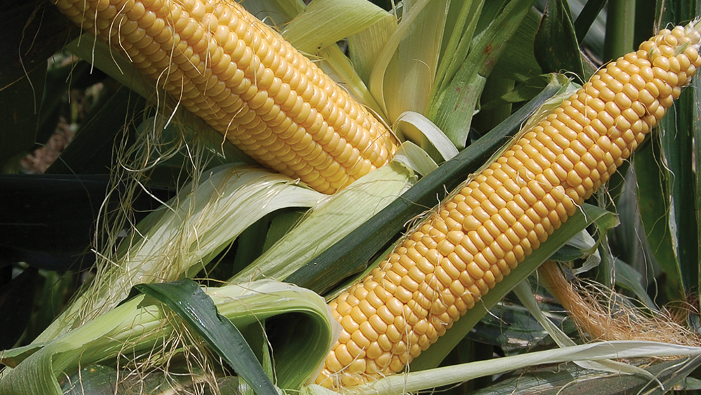 Two yellow ears of corn surrounded by their husks and silks