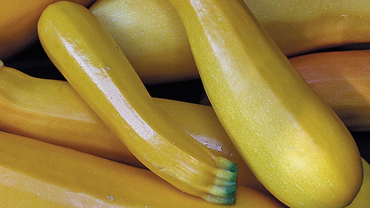 A pile of yellow zucchini