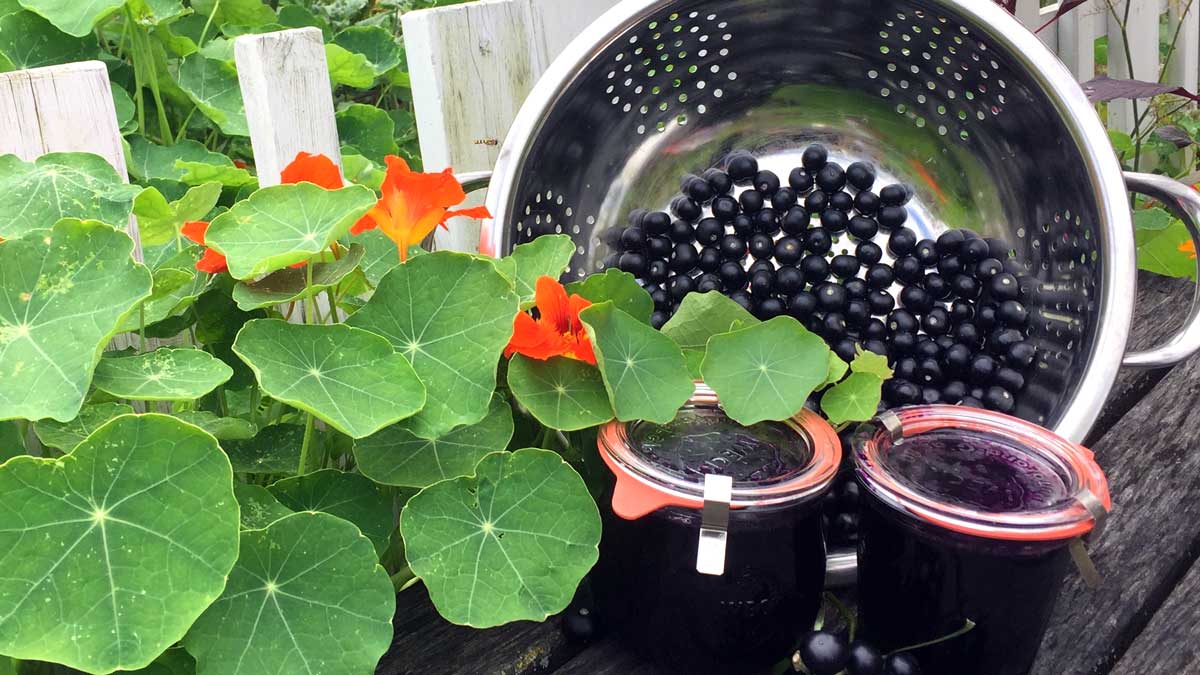 Flat, round green leaves with orange flowers, next to two jars of deep purple liquid, in front of a silver bowl with small black berries