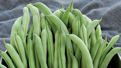 A bunch of long green beans in a metal container in front of gray fabric