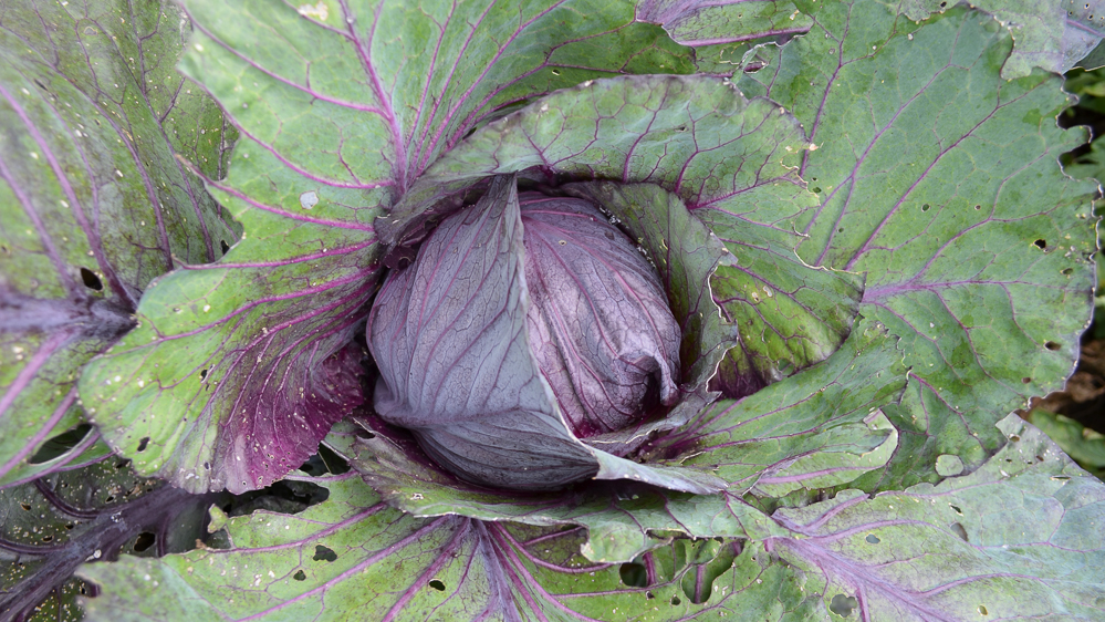 Close up of a large, leafy head of green and purple cabbage