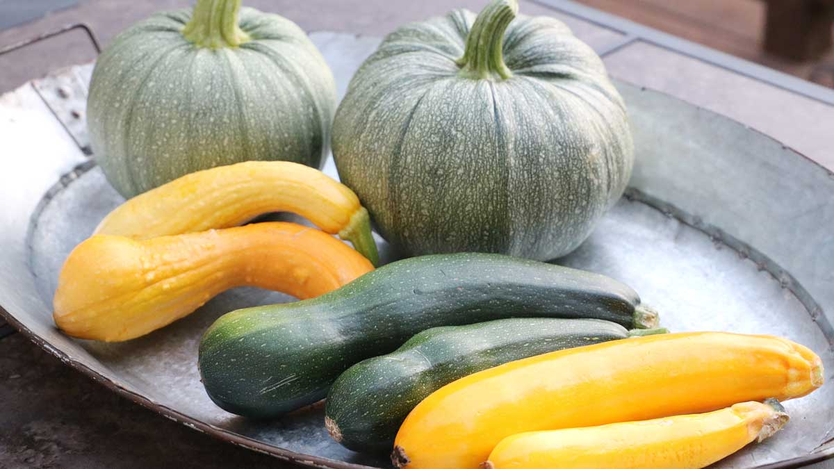 A metal tray with four yellow summer squash, two zucchini squash, and two small green pumpkin squash
