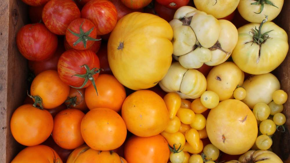 A wooden box of red, orange, yellow, and white tomatoes of varying sizes