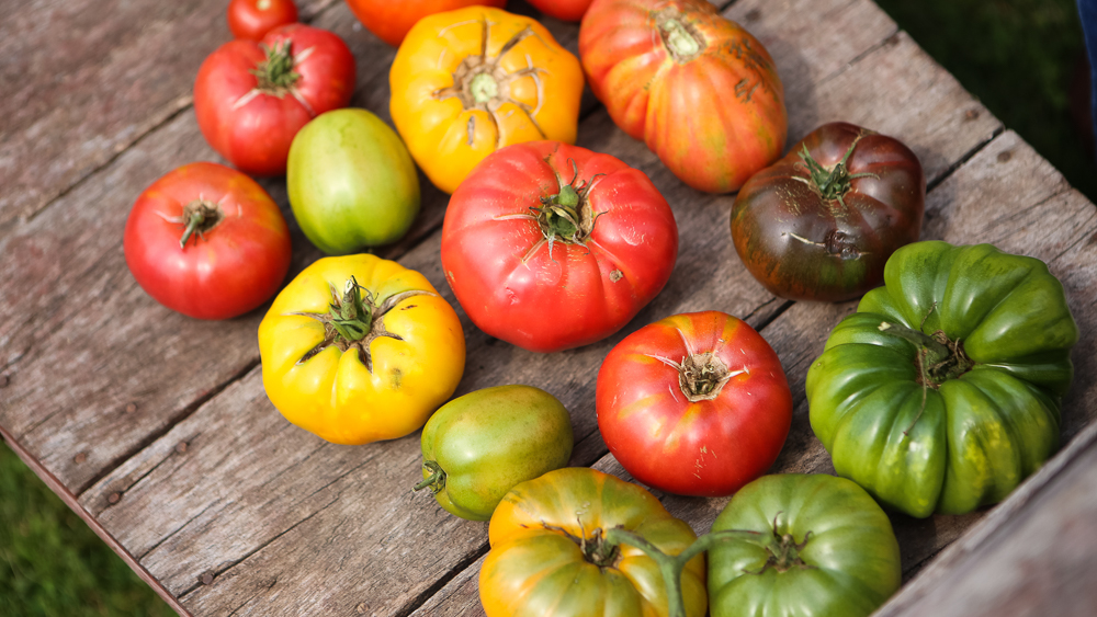 Many tomatoes of different colors and sizes on a wooden surface
