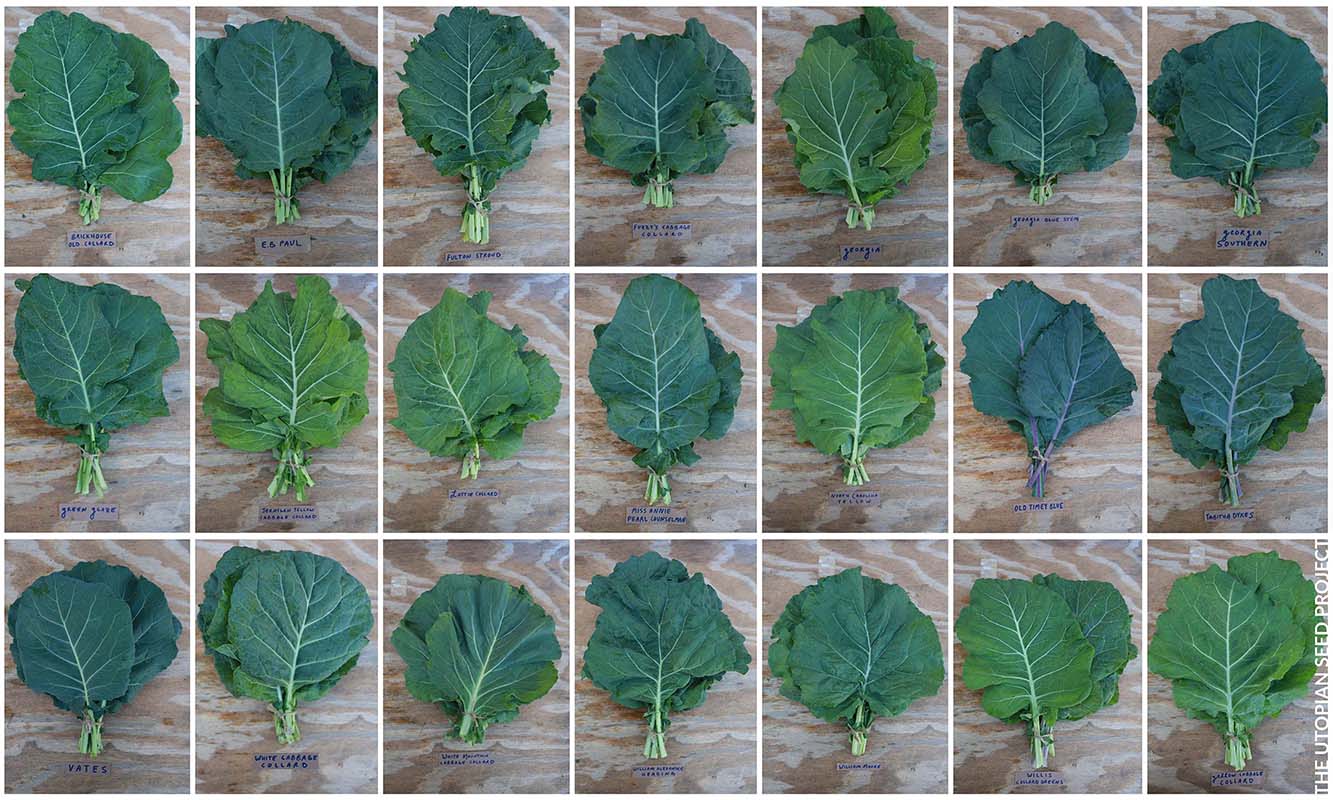 21 different varieties of heirloom collards laid out in a grid.