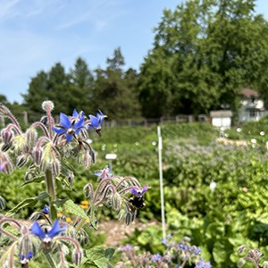 A large bee feeding from borage flowers in a garden