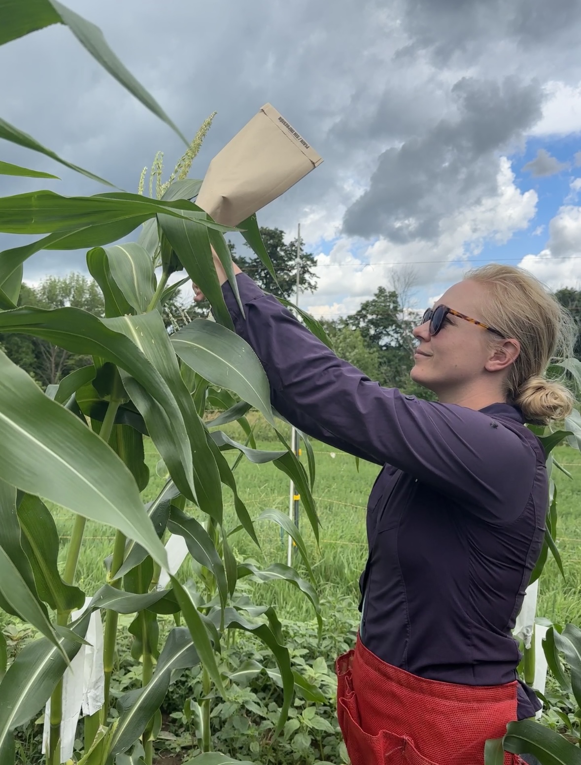 A blonde woman wearing sunglasses and a long-sleeved top placing a paper bag over corn stalk for hand pollinating.