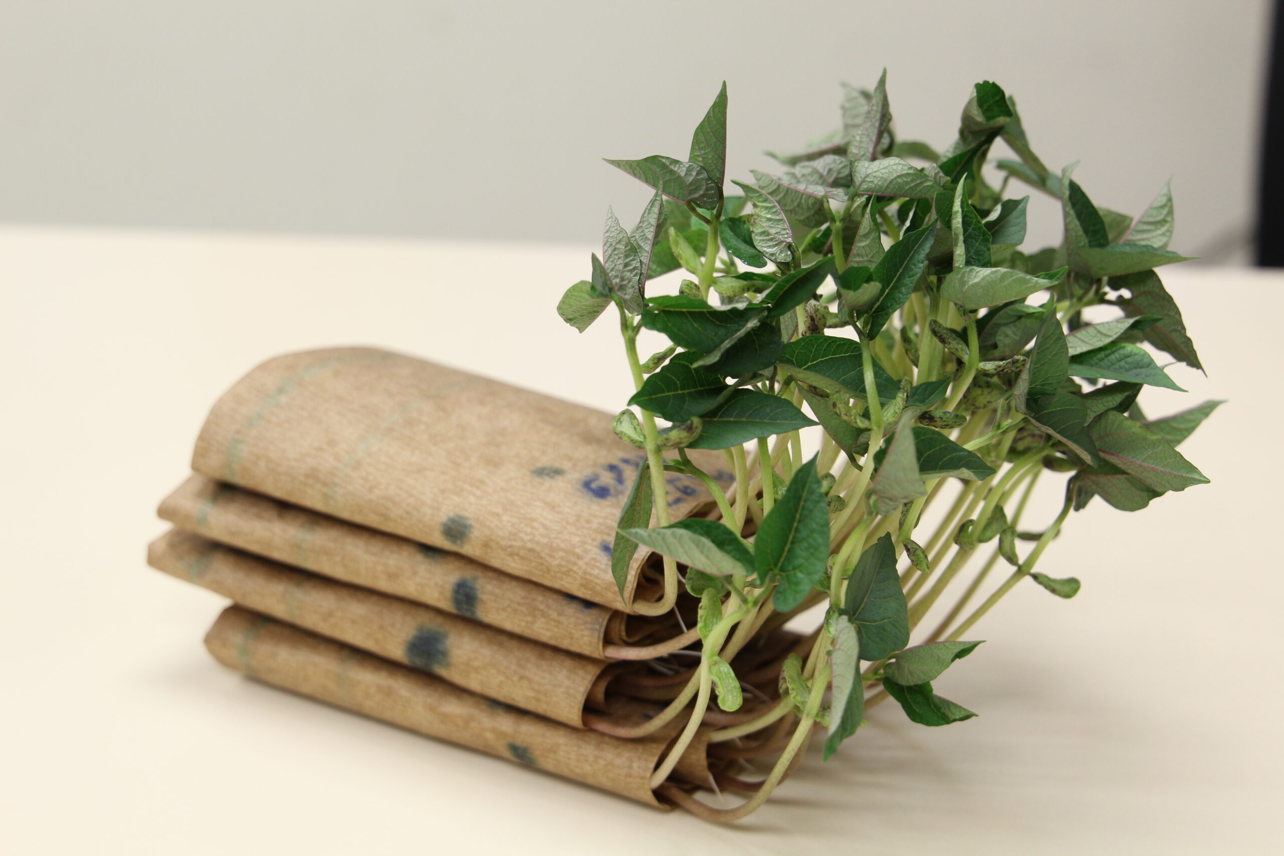 Sprouted seedlings wrapped in brown paper.