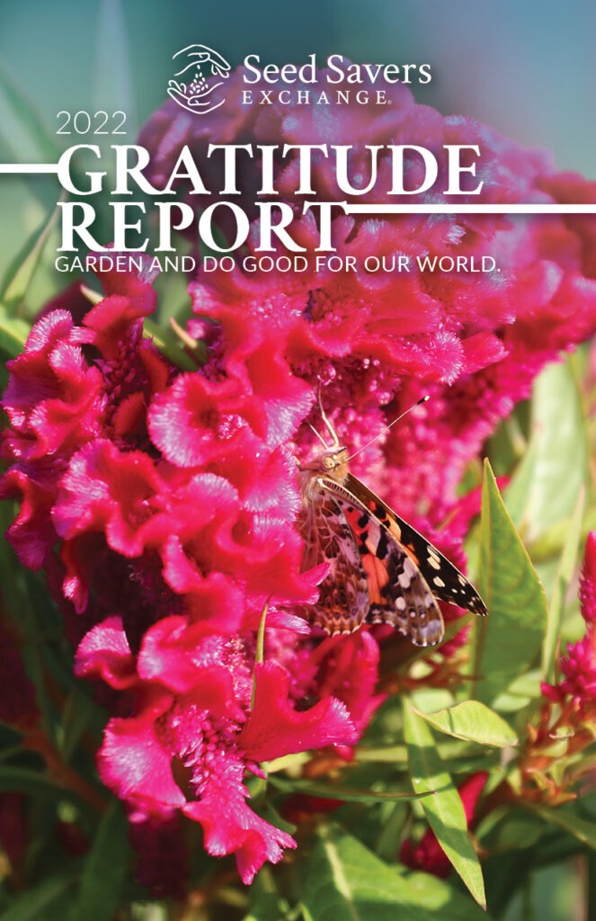 A butterfly perched on an Amish Cockscomb flower.