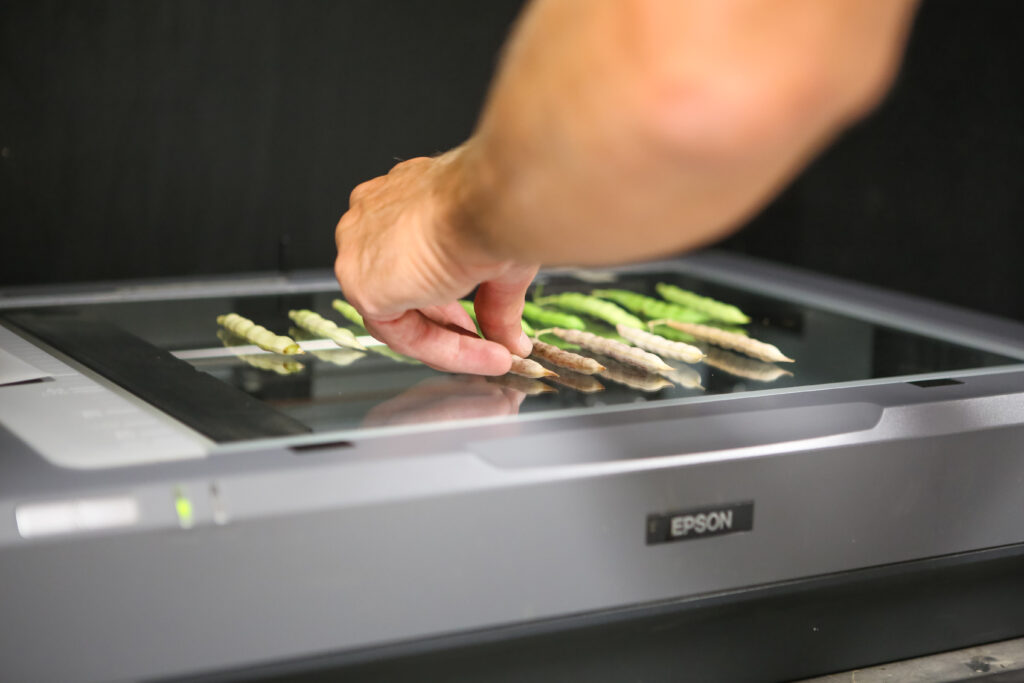 A hand places bean pods on a scan machine