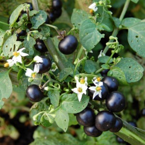 Small black berries on a leafy bush with small white flowers