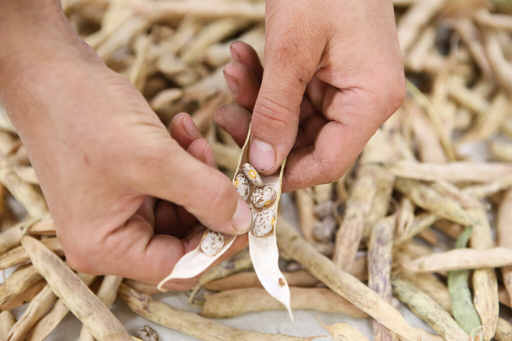 A person cracks open a bean pod to remove the seeds within
